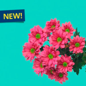 Мемфис Черри – новая кустовая хризантема