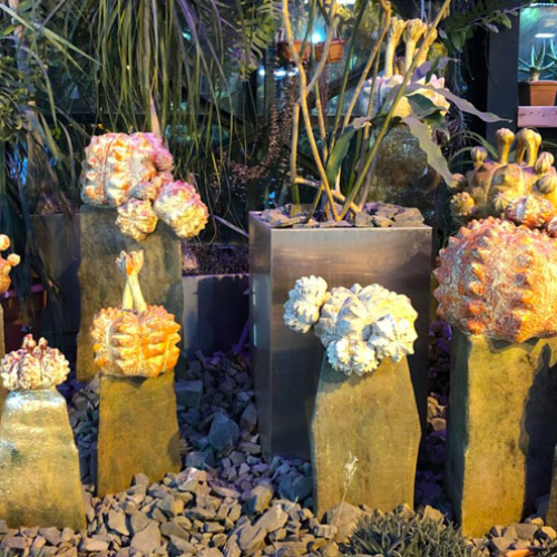 В «Аптекарском огороде» можно увидеть «кактусы-мутанты»