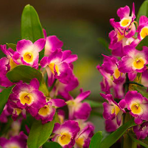 На Мадагаскаре найден новый вид орхидеи