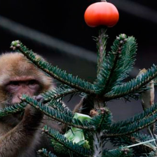 Обитатели зоопарка Tierpark закусили новогодними ёлками