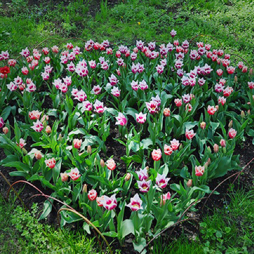 В российских музеях живет «Цветочное сердце весны»