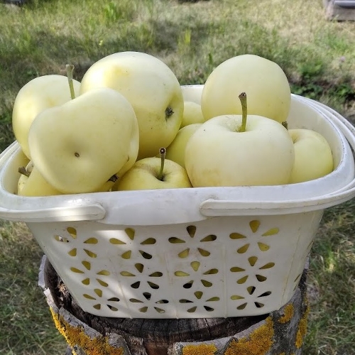 19 августа - Яблочный спас