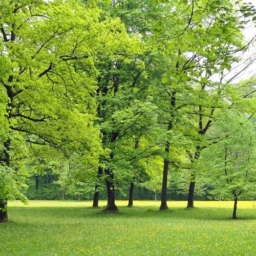 В португальском Фару создадут электронную базу деревьев и кустарников