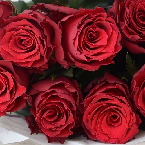 «Ever Red®» - новая уникальная красная роза