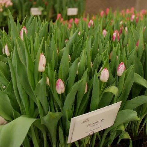 Tulip Trade Event перенесен на 2022 год