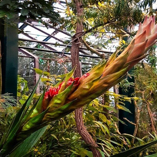 В "Аптекарском огороде" впервые за 318 лет распустилась гигантская лилия