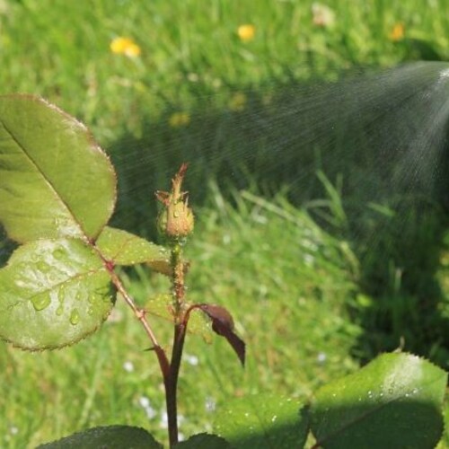 Научно-практический семинар «Агротехника и защита декоративных растений в питомнике и частном саду» пройдет в Голицыно