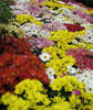 Новый мировой рекорд в "цветочном ковровом деле"