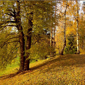 В Павловском парке пройдут реставрационные посадки дубов и лип