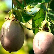 В Сочи выращивают маракуйю и картофельное дерево