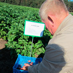 Уральские ученые-селекционеры вывели сорт картофеля, стойкий к колорадскому жуку