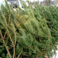 Кемерово предлагает программу утилизации новогодних елок