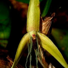 Ученые открыли новый вид орхидеи