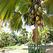 Тис и сейшельская пальма под угрозой исчезновения