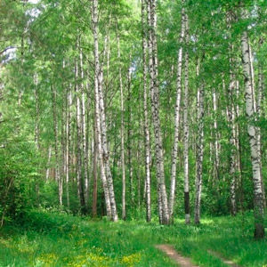 В Москве соберутся юные лесоводы планеты