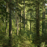 Английские лесничие нашли альтернативный подход к проблеме восстановления лесов