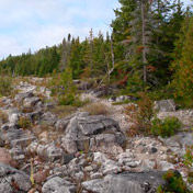 Канадские экологи выкупили часть редкого северного леса