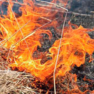 Президента России попросят запретить сжигание сухой травы