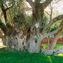 В Греции выкорчевали священное оливковое дерево Платона