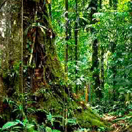 Разработан новый способ оценки «уровня смертности» лесов
