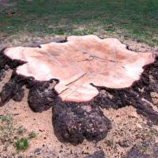 В столице США по ошибке срубили легендарное дерево