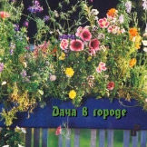 В Петербурге этой весной можно будет бесплатно учиться городскому садоводству