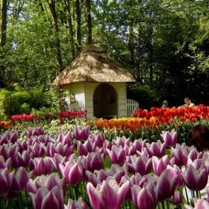 Цветочный парк Кёкенхоф открыл новый сезон