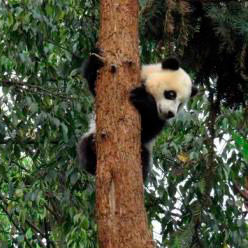 В провинции Сычуань проводят психотерапию для панд