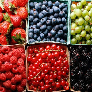 АППМ проводит круглый стол по проблемам рынка посадочного материала плодово-ягодных культур 