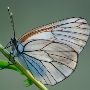 Подмосковным садам угрожают бабочки-боярышницы