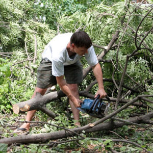 Ураган лишил Одесский ботсад более сотни древних деревьев
