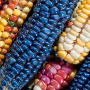 Синяя кукуруза - модная и полезная экзотика