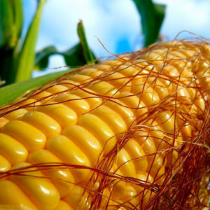 В Италии принят запрет на выращивание ГМО-кукурузы