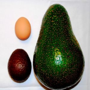 Tesco открыл продажи самого крупного в мире сорта авокадо – Avozilla