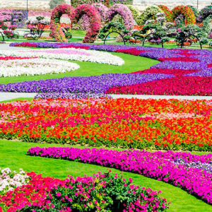 Самый большой в мире парк цветов Dubai Miracle Garden открывает второй сезон