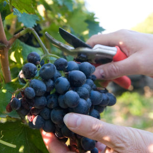 В Италии завершается поздний сбор урожая винограда