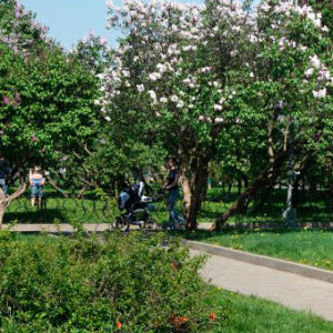 Британские архитекторы предложили проект благоустройства Сиреневого сада