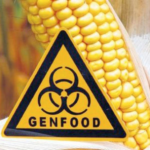 Еще одну трансгенную кукурузу будут выращивать на территории Евросоюза