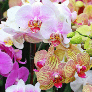В Париже проходит выставка орхидей
