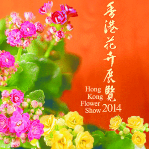 Каланхоэ - главный герой цветочной выставки в Гонконге