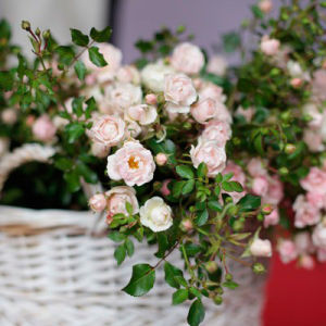 Новый сорт розы,  выведенный французскими селекционерами, будет представлен на «Moscow Flower Show»
