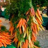 Морковь – лидер овощей в Швейцарии