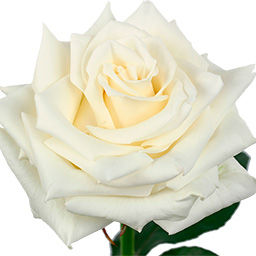 Новая белая роза получила имя великого русского поэта