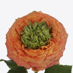 Роза крупноцветковая Green Island Samoa