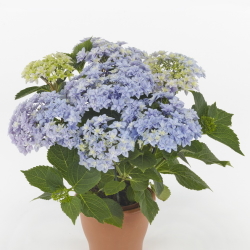 Гортензия крупноцветковая Hydrangea macrophylla Double Dutch Blue
