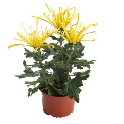 Хризантема Chrysanthemum Fireworks Cream and Yellow